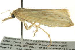 Image of Sugarcane borer moth