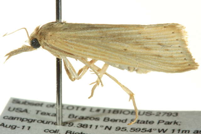 Image of Sugarcane borer moth