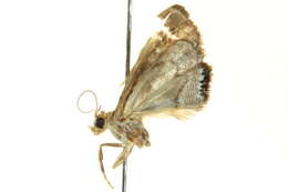 Image of Dicymolomia metalliferalis Packard 1873