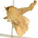 Image of Limenitis archippus obsoleta Edwards
