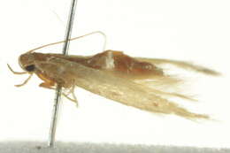 Image of Etimonotrysia