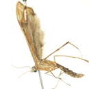 Paraplatyptilia carolina (Kearfott 1907) resmi