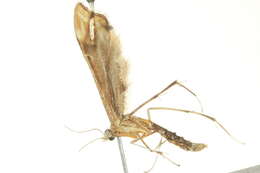 Paraplatyptilia carolina (Kearfott 1907) resmi