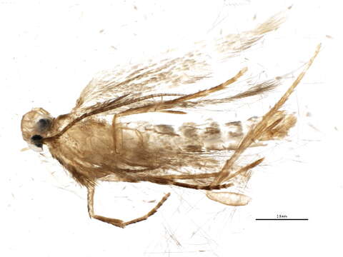 Image of Tischerioidea