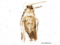 Image of Ectoedemia rubifoliella (Clemens 1860) Wilkinson et al. 1979