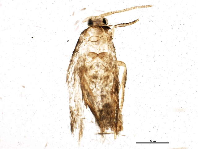 Image of Ectoedemia rubifoliella (Clemens 1860) Wilkinson et al. 1979