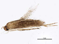 Image of Mompha cephalonthiella