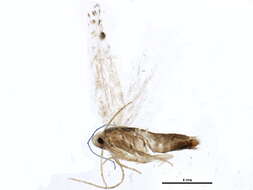 Image of Leucoptera