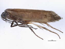 Imagem de <i>Ypsolopha delicatella</i>