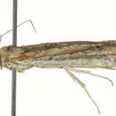 <i>Heterographis morrisonella</i> resmi