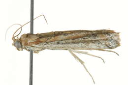 <i>Heterographis morrisonella</i> resmi