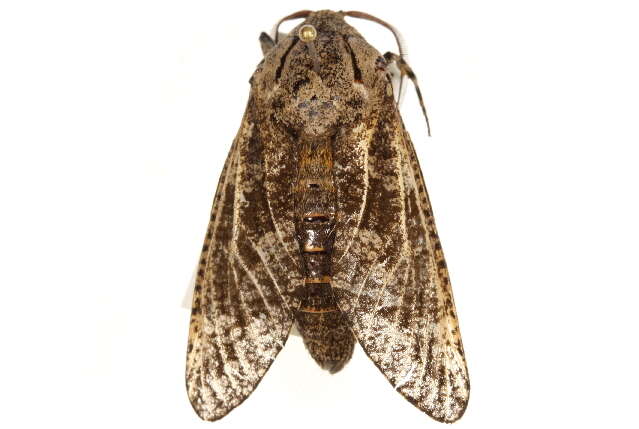 Image of Carpenterworm Moth