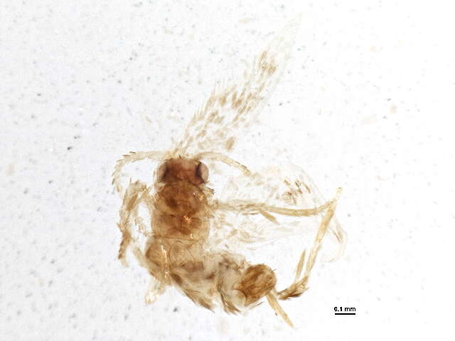Image of Stigmella myricafoliella (Busck 1900) Grossbeck 1917