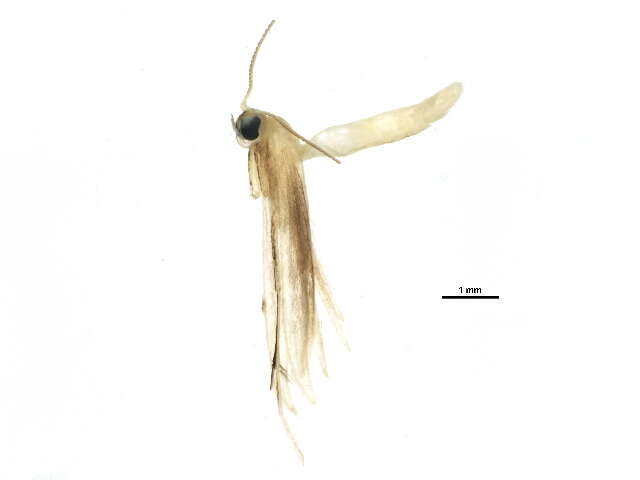 Image of Adaina simplicius (Grossbeck 1917)