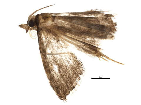 Image of Microcausta flavipunctalis Barnes & McDunnough 1913