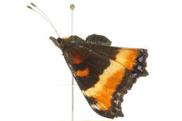 Image of Milbert's Tortoiseshell