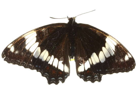 Image of Limenitis arthemis rubrofasciata Barnes & McDunnough 1916