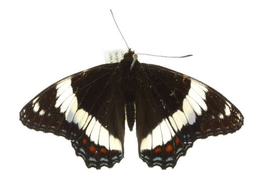 Image of Limenitis arthemis rubrofasciata Barnes & McDunnough 1916