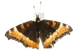 Image of Milbert's Tortoiseshell