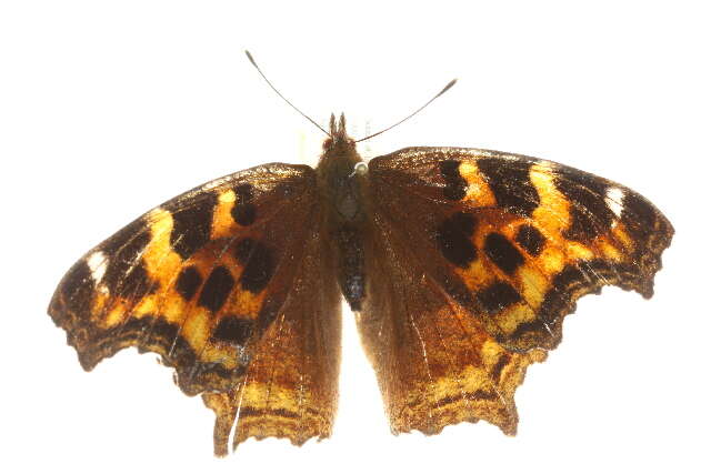 Image of compton tortoiseshell