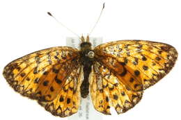 Image of Silver-bordered Fritillary