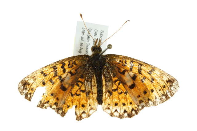 Image of Silver-bordered Fritillary