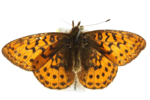 Image of Western Meadow Fritillary