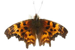 Слика од Polygonia satyrus Edwards