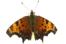 Image of Gray Comma