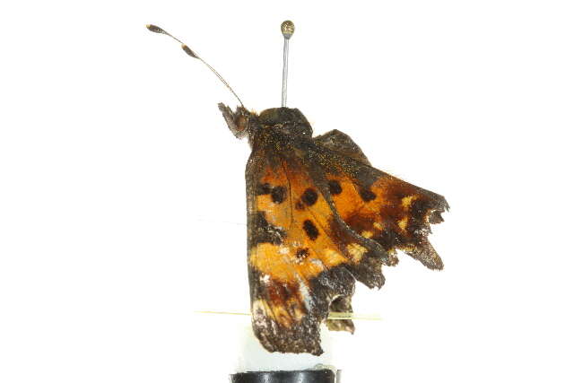 Image of Green Comma