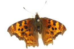 Слика од Polygonia satyrus Edwards