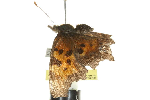 Image of Green Comma