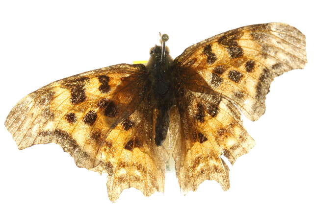 Слика од Polygonia satyrus Edwards