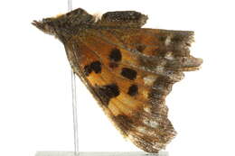 Sivun Polygonia faunus Edwards 1862 kuva