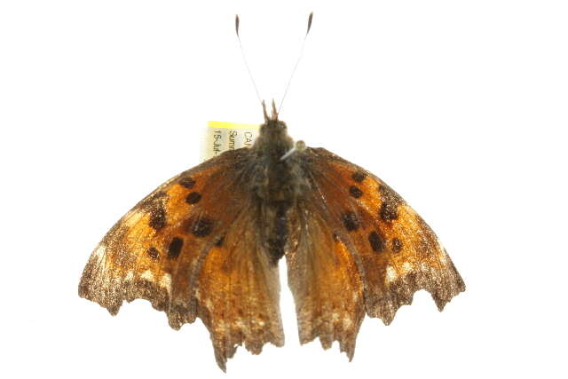 Image of Hoary Comma