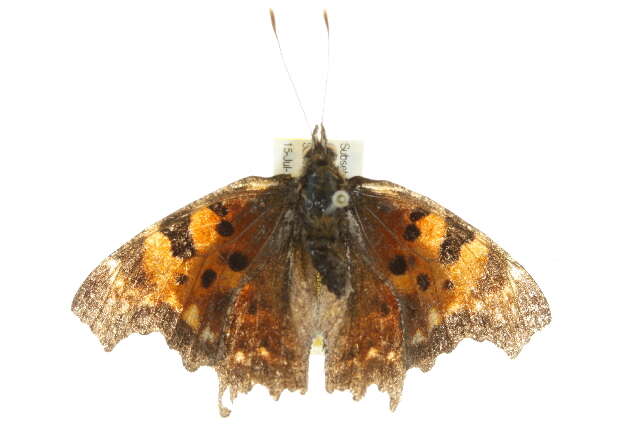 Image of Green Comma