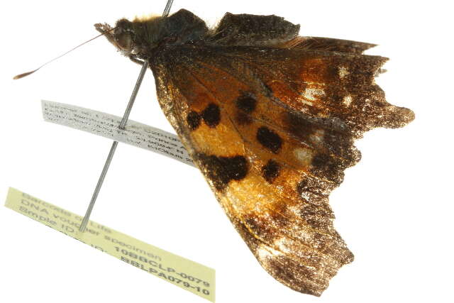 Sivun Polygonia faunus Edwards 1862 kuva