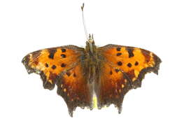 Image of Gray Comma