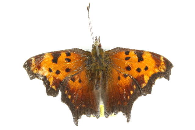 Image of Gray Comma