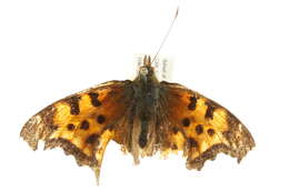 Слика од Polygonia satyrus Edwards