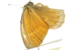 Image of Common Ringlet