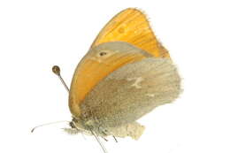 Image of Common Ringlet