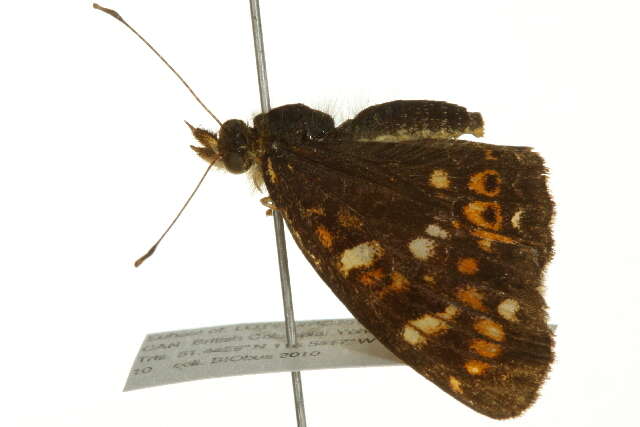 Image of Phyciodes pulchella