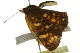 Image of Phyciodes pulchella