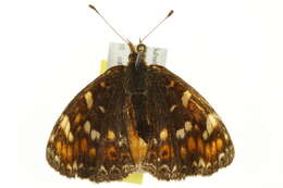 Image of Phyciodes pulchella