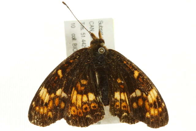 Image of Phyciodes pulchella