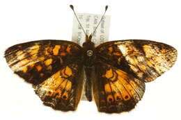 Image of Phyciodes pulchella