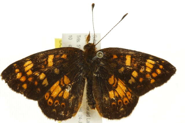 Image of Phyciodes pulchella