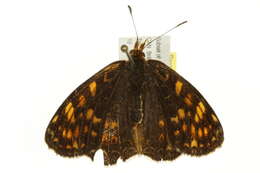 Image of Phyciodes pulchella