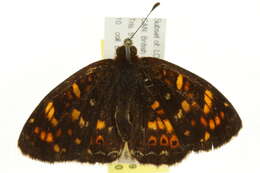 Image of Phyciodes pulchella